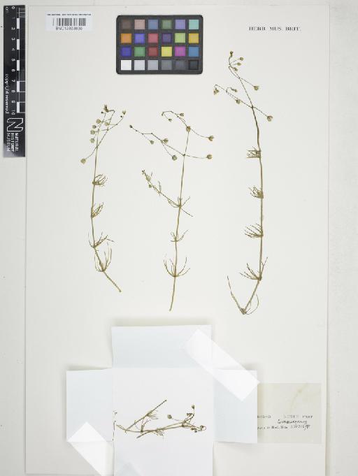 Spergula arvensis L. - 013863836_cap