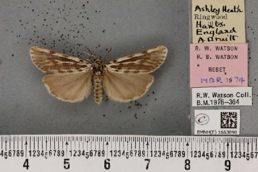 Coscinia cribraria bivittata (South, 1900) - BMNHE_1663090_282813