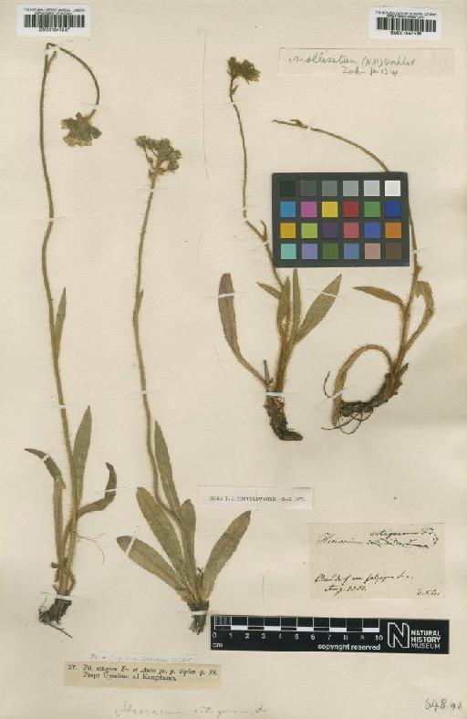 Hieracium cymosum subsp. setigeriforme Dahlst. - BM001047538