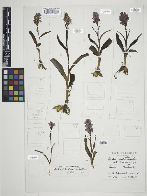 Dactylorhiza fuchsii subsp. hebridensis (Wilmott) Soó - 010766296