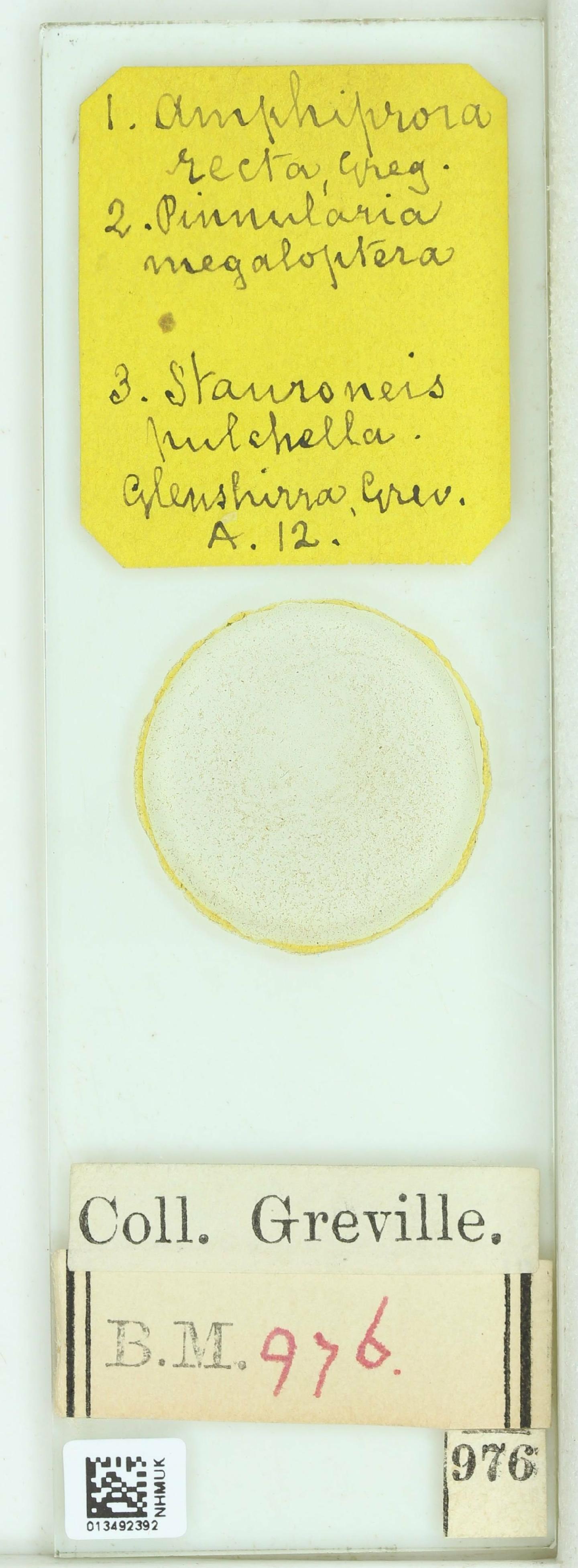 To NHMUK collection (Amphiprora recta W.Greg.; Type; NHMUK:ecatalogue:4731524)