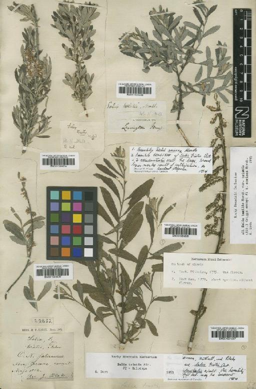 Salix occidentalis J.M.Walter - BM001024235