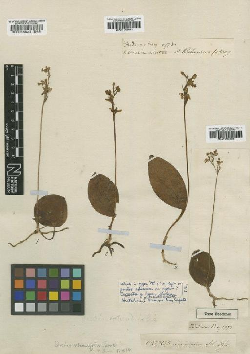 Orchis rotundifolia Banks ex Pursh - BM000015828
