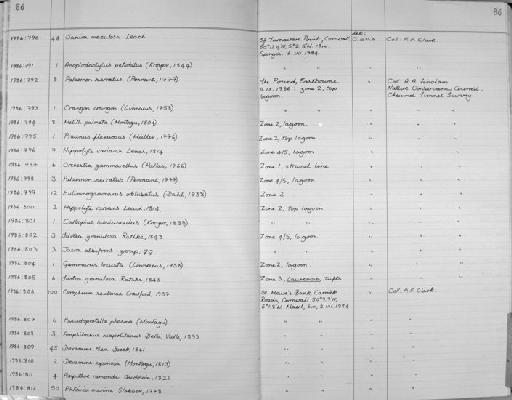 Pseudoprotella phasma parvorder Caprellidira (Montagu, 1804) - Zoology Accessions Register: Crustacea: 1984 - 1991: page 86