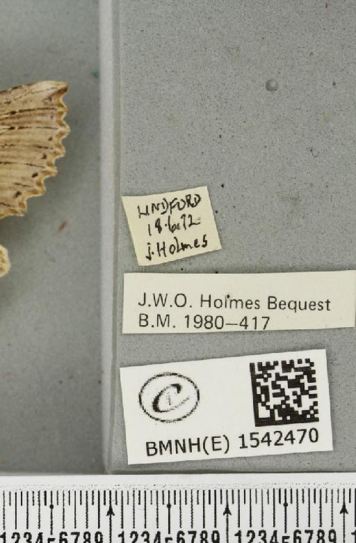Pterostoma palpina palpina (Clerck, 1759) - BMNHE_1542470_label_246731