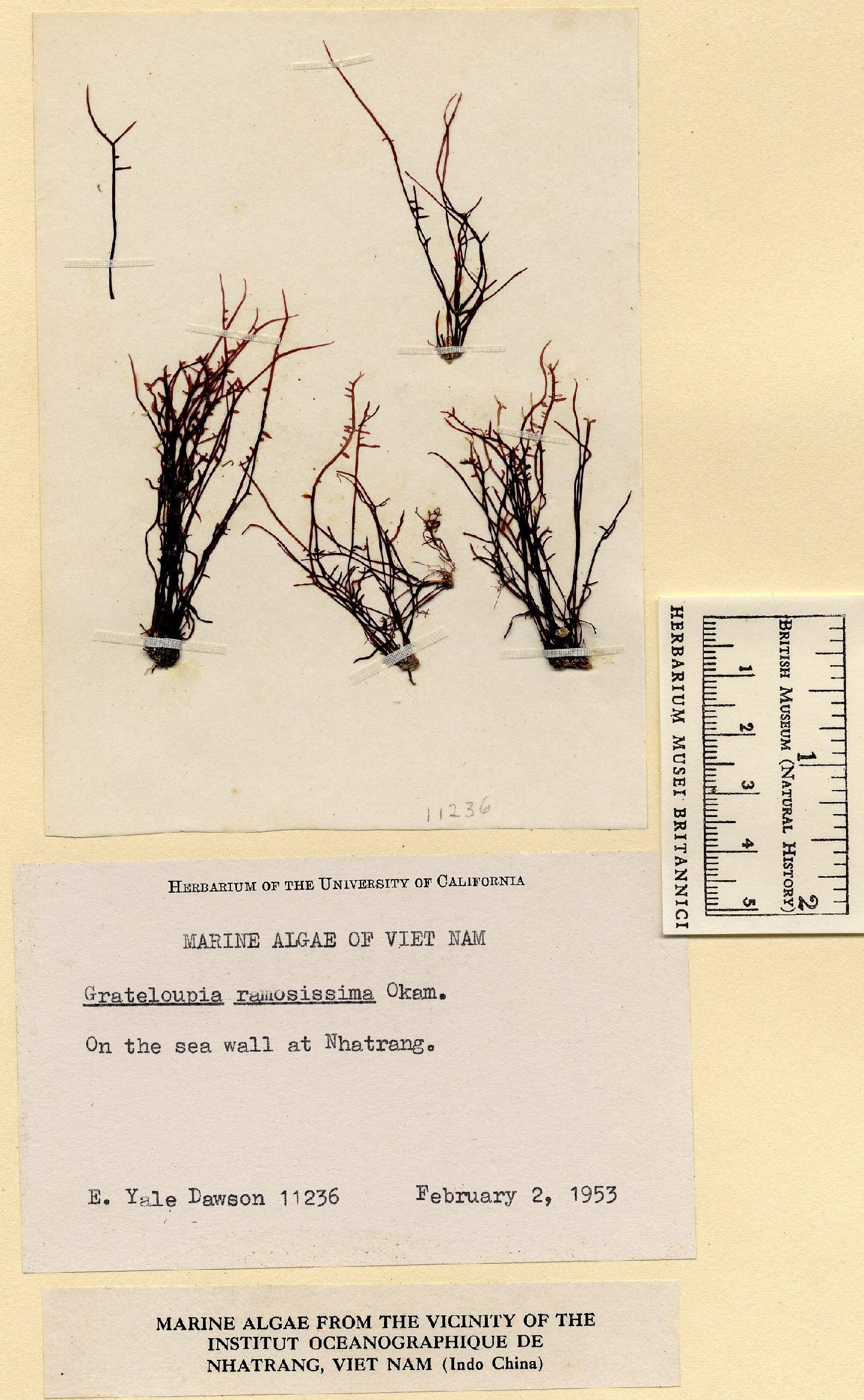 To NHMUK collection (Grateloupia ramosissima Okamura; NHMUK:ecatalogue:4857509)