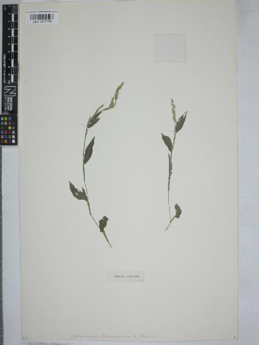 Oplismenus burmanni (Retz.) P.Beauv. - 012547782