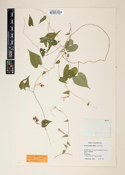 Ipomoea aristolochifolia (Kunth) GDon - 000596706