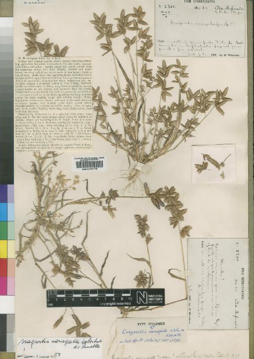 Eragrostis variegata Welw. ex Rendle - BM000797202