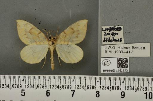 Gandaritis pyraliata (Denis & Schiffermüller, 1775) - BMNHE_1761872_345425