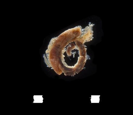 Spirorbis karaitivuensis Pillai,  1960 - Polychaeta type specimen; BMNH 1959.4.14-16