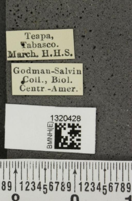 Paratriarius difformis (Jacoby, 1887) - BMNHE_1320428_label_21403
