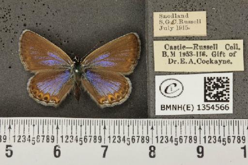 Plebejus argus cretaceus ab. croceocaerulescens Tutt, 1909 - BMNHE_1354566_152788