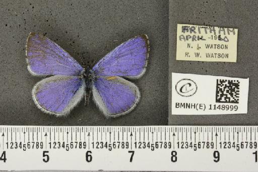 Celastrina argiolus britanna (Verity, 1919) - BMNHE_1148999_111358