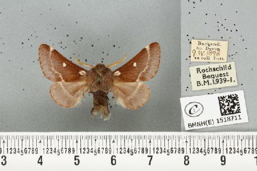 Eriogaster lanestris (Linnaeus, 1758) - BMNHE_1518711_260023