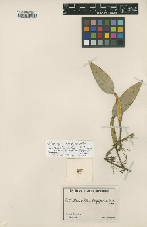 Flickingeria longigera (Schltr.) Schuit. & de Vogel - BM000038290