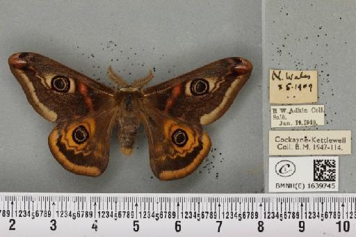 Saturnia pavonia (Linnaeus, 1758) - BMNHE_1639745_203722