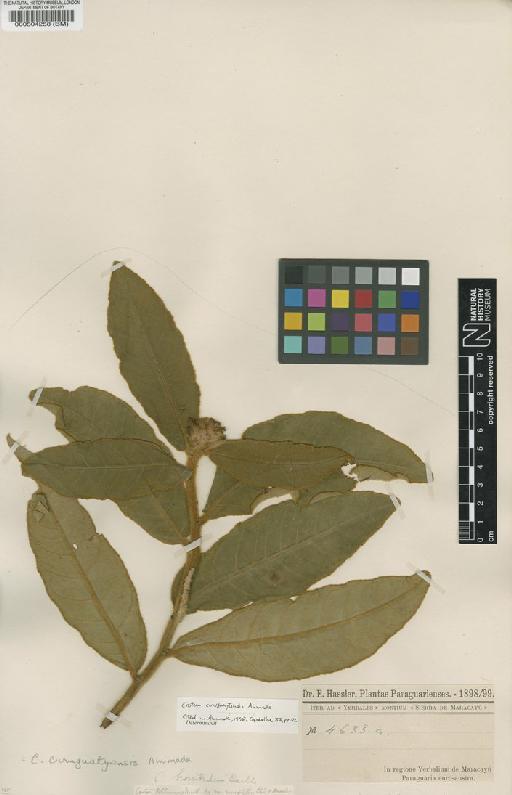 Croton curuguatyensis Ahumada - BM000504258