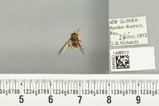 Bactrocera (Bactrocera) bryoniae (Tryon, 1927) - BMNHE_1435013_28422