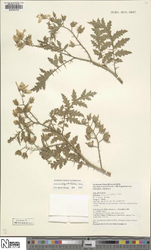 Solanum sisymbrifolium Lam. - BM000816133