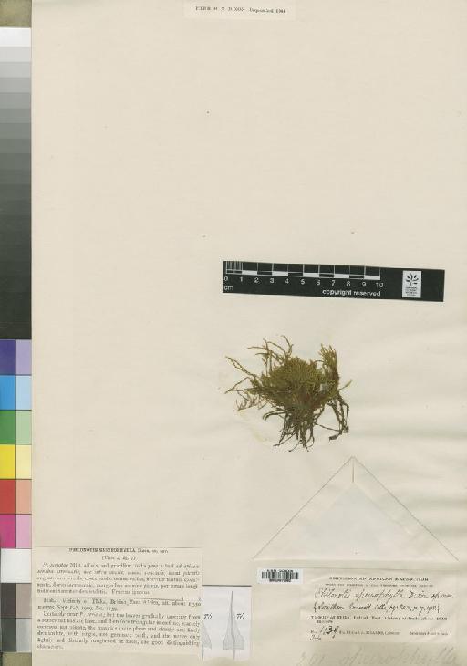 Philonotis speirophylla Dixon - BM000870980_a