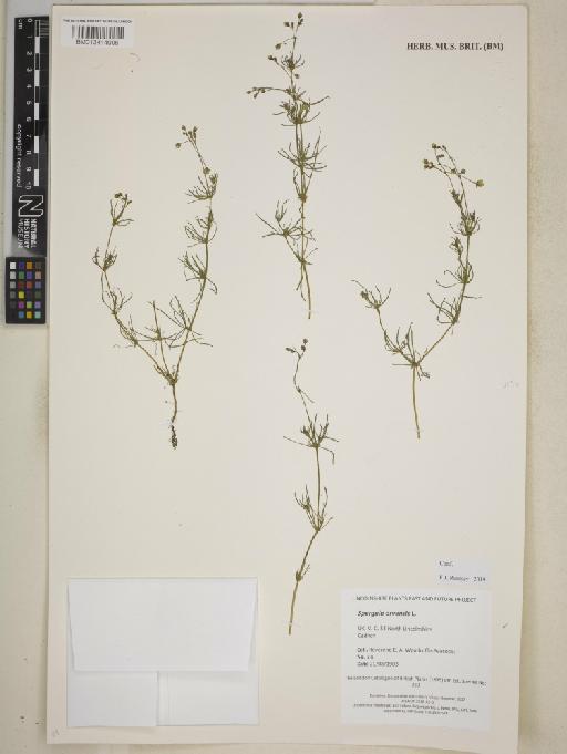 Spergula arvensis L. - BM013414006