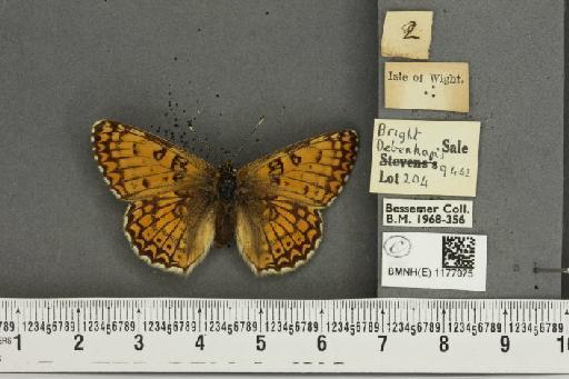 Melitaea cinxia ab. obsoleta Tutt, 1896 - BMNHE_1177075_49093