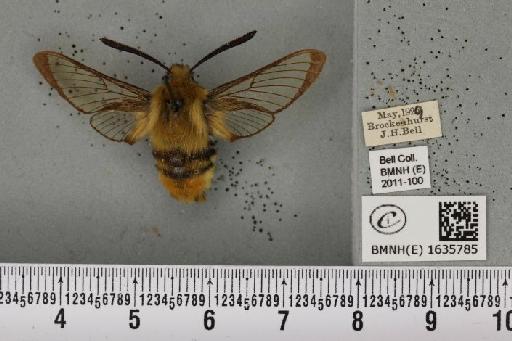 Hemaris tityus (Linnaeus, 1758) - BMNHE_1635785_205448