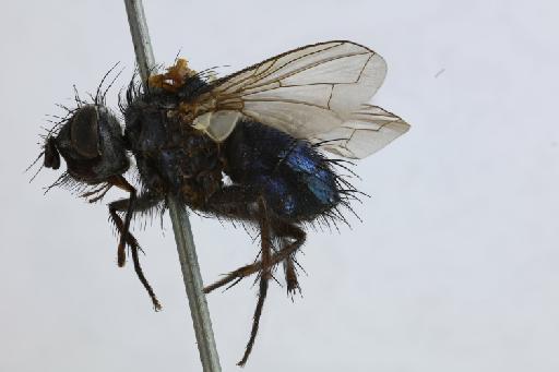 Trichodischia caerulea Bigot, 1885 - Trichodischia caerulea LT lateral