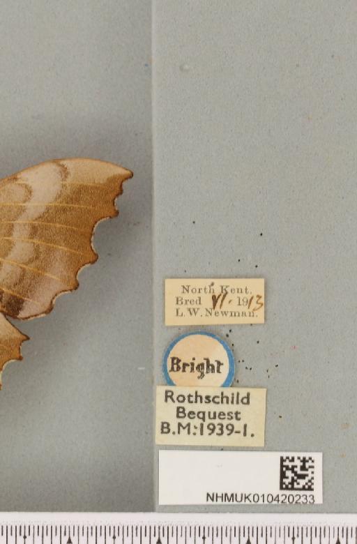 Laothoe populi populi (Linnaeus, 1758) - NHMUK_010420233_label_525505