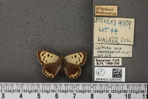 Lycaena phlaeas eleus (Fabricius, 1798) - BMNHE_1292570_129774