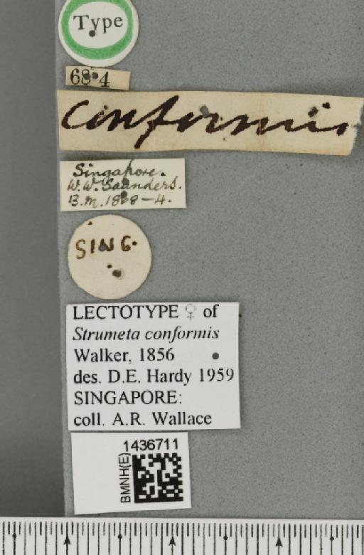 Bactrocera (Bactrocera) conformis (Walker, 1856) - BMNHE_1436711_label_30823