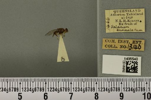 Bactrocera (Bactrocera) cacuminata (Hering, 1941) - BMNHE_1435540_28551