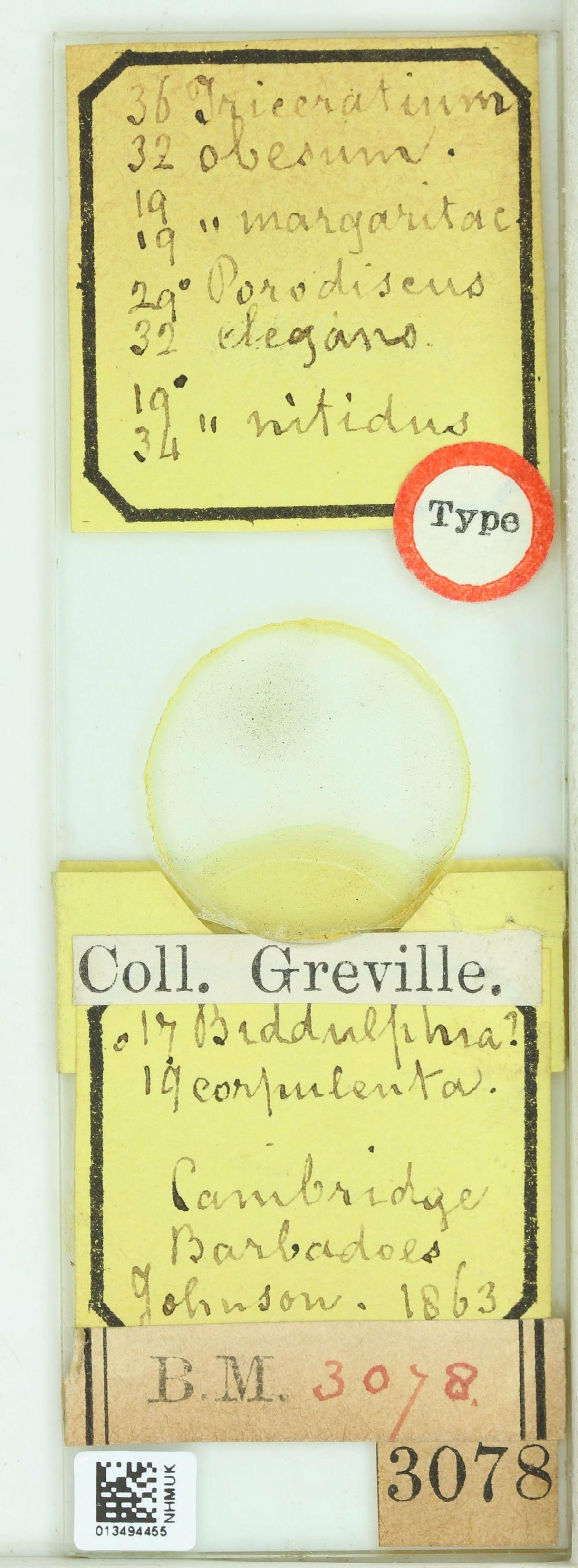 To NHMUK collection (Biddulphia corpulenta Grev.; Holotype; NHMUK:ecatalogue:4739463)