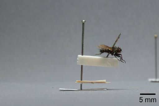 Sarcophaga (Myorhina) nigriventris Meigen, 1826 - 015092054_lateral