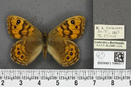 Lasiommata megera ab. croesus Stauder, 1922 - BMNHE_1066977_30045