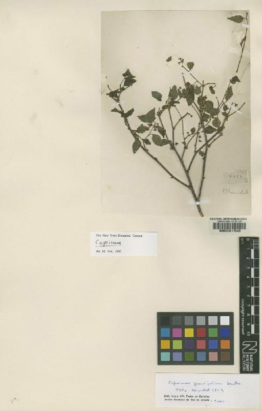 Capsicum parvifolium Sendtn. - BM000617948