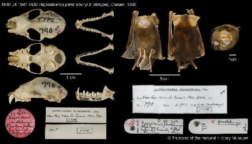 Hipposideros pendleburyi Chasen, 1936 - NHMUK 1947.1436 Hipposideros pendleburyi Figureplate