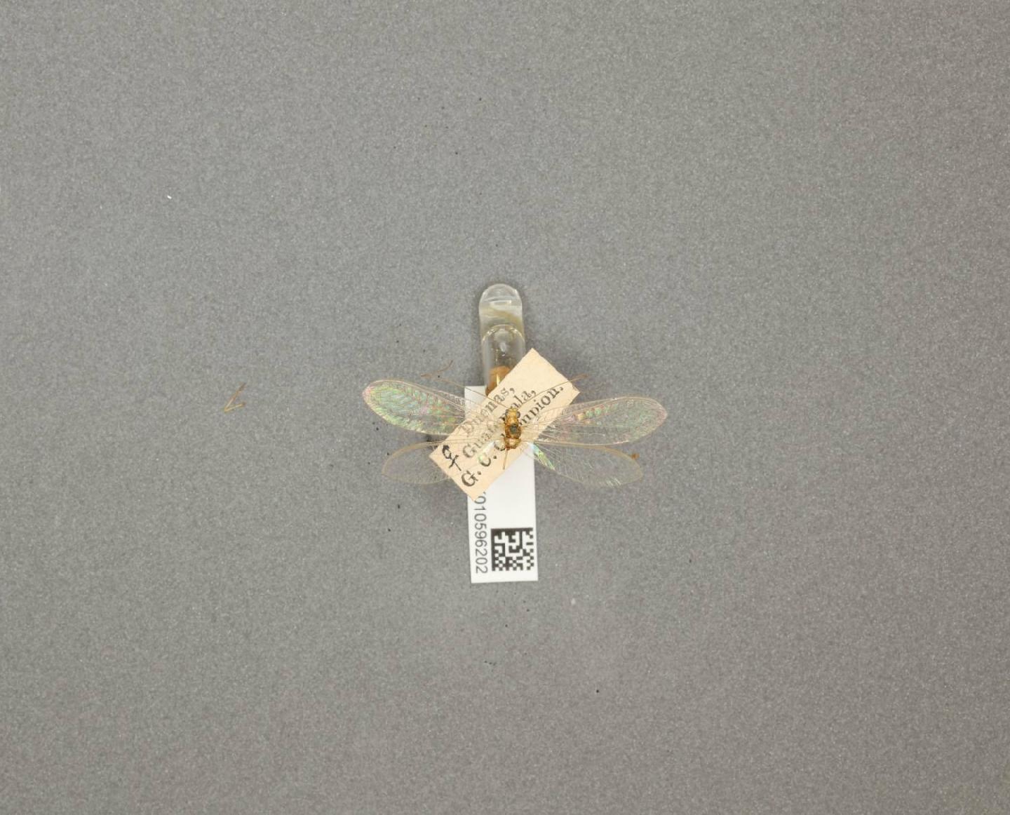 Chrysoperla exotera