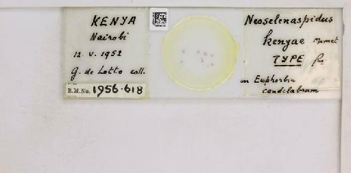 Neoselenaspidus kenyae Mamet, 1958 - 010714597__