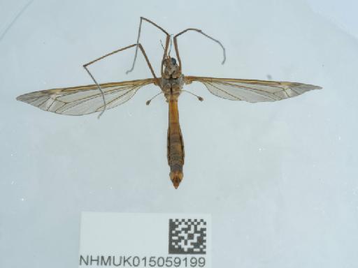 Tipula (Lunatipula) fascipennis Meigen, 1818 - 015059199_1