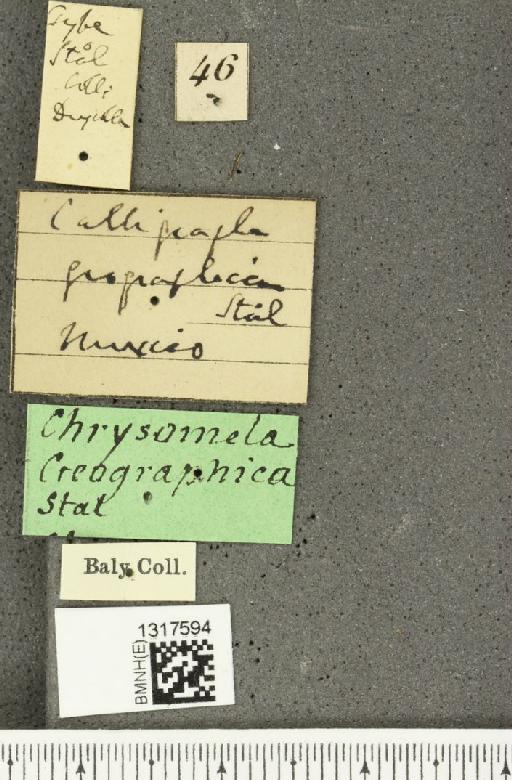 Calligrapha (Polyspila) geographica Stål, 1860 - BMNHE_1317594_label_16761