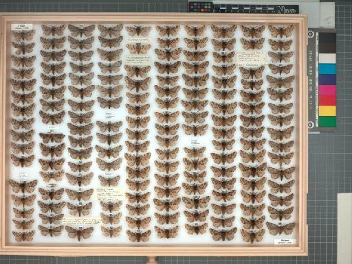 Lycia hirtaria (Clerck, 1759) - 70_248_1