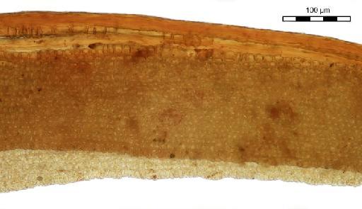Bryoerythrophyllum campylocarpum (Müll.Hal.) H.A.Crum - Syrrhopodon jamesonii_BM000960221margins.