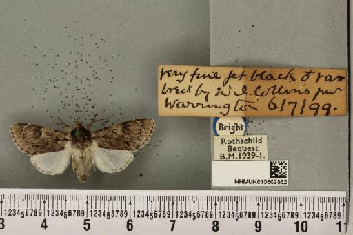 Acronicta leporina ab. melanocephala Mansbridge, 1905 - NHMUK_010502862_561028