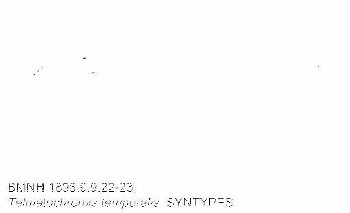 Telmatochromis temporalis Boulenger, 1898 - BMNH 1898.9.9.22-23, Telmatochromis temporalis, SYNTYPES, Radiograph