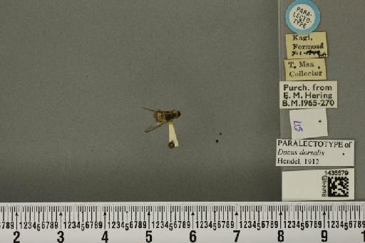 Bactrocera (Bactrocera) dorsalis (Hendel, 1912) - BMNHE_1435579_a_29566