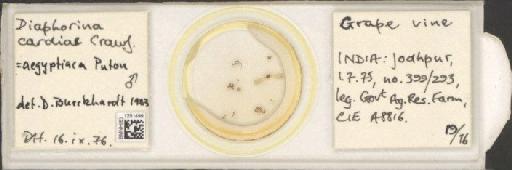 Diaphorina aegyptiaca Puton, 1892 - BMNHE_1251499_378