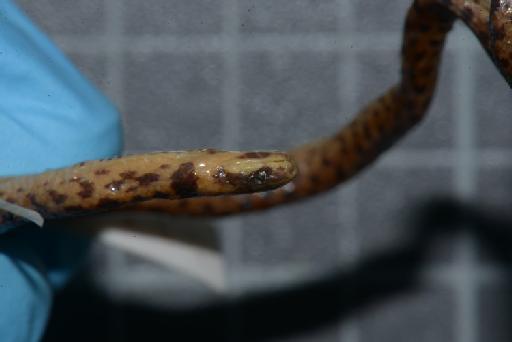 Atractus erythromelas Boulenger, 1903 - Image of specimen 1946.1.7.12