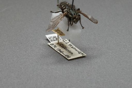 Sarcophaga (Rosellea) aratrix Pandelle, 1896 - 015092891_additional_4